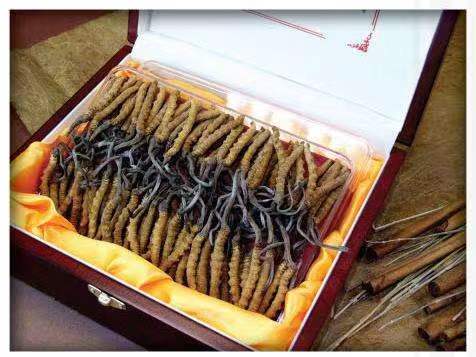 贞丰冬虫夏草回收